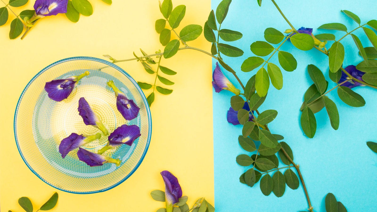 Blue butterfly pea flowers in a bowl with green leaves, the raw ingredient used for butterfly pea flower for hair rinses