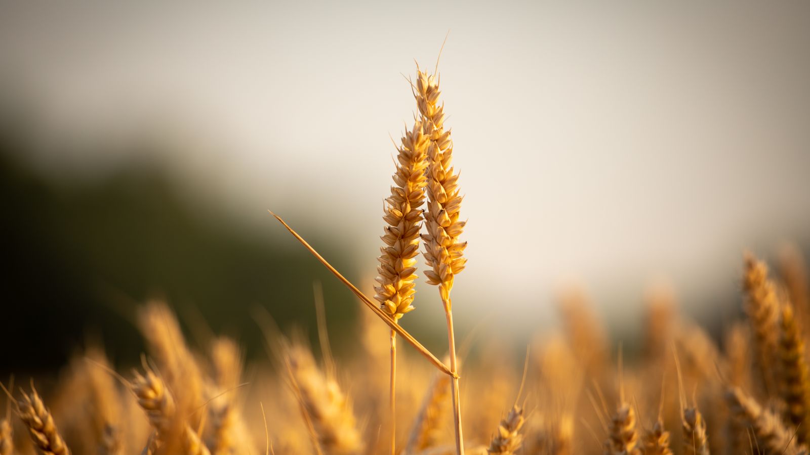 Golden wheat field at sunset, the source of the gluten behind coeliac disease and gluten sensitivity