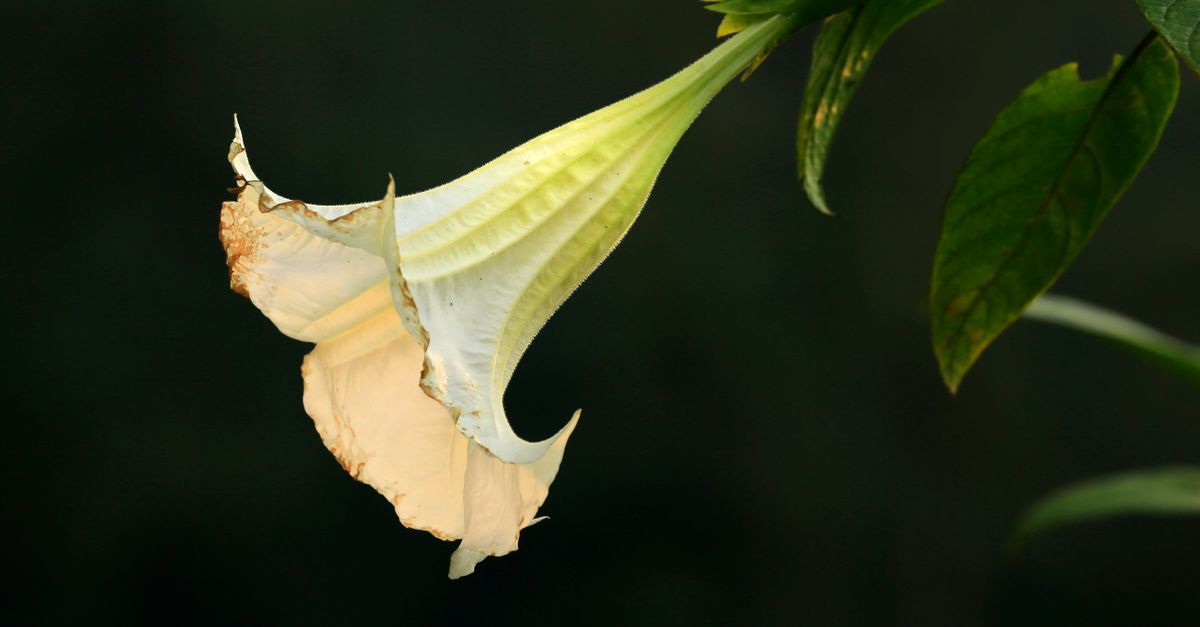 A white Datura flower, the poisonous plant behind the datura for hair growth myth