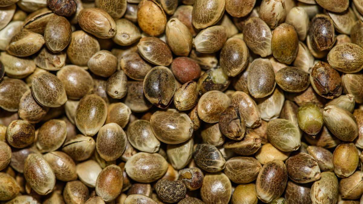 Close up of hemp seeds, the source pressed to make hemp seed oil for hair