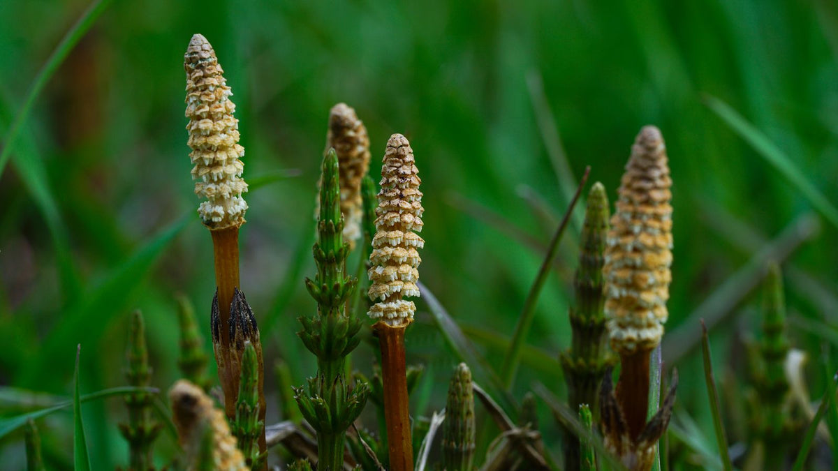 Field horsetail plants used to make horsetail oil hair growth treatments at home