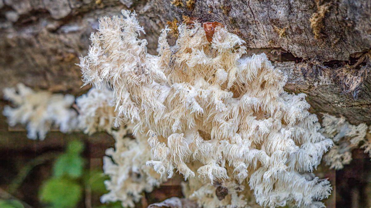 Hericium erinaceus, the mushroom behind lions mane hair loss supplement claims