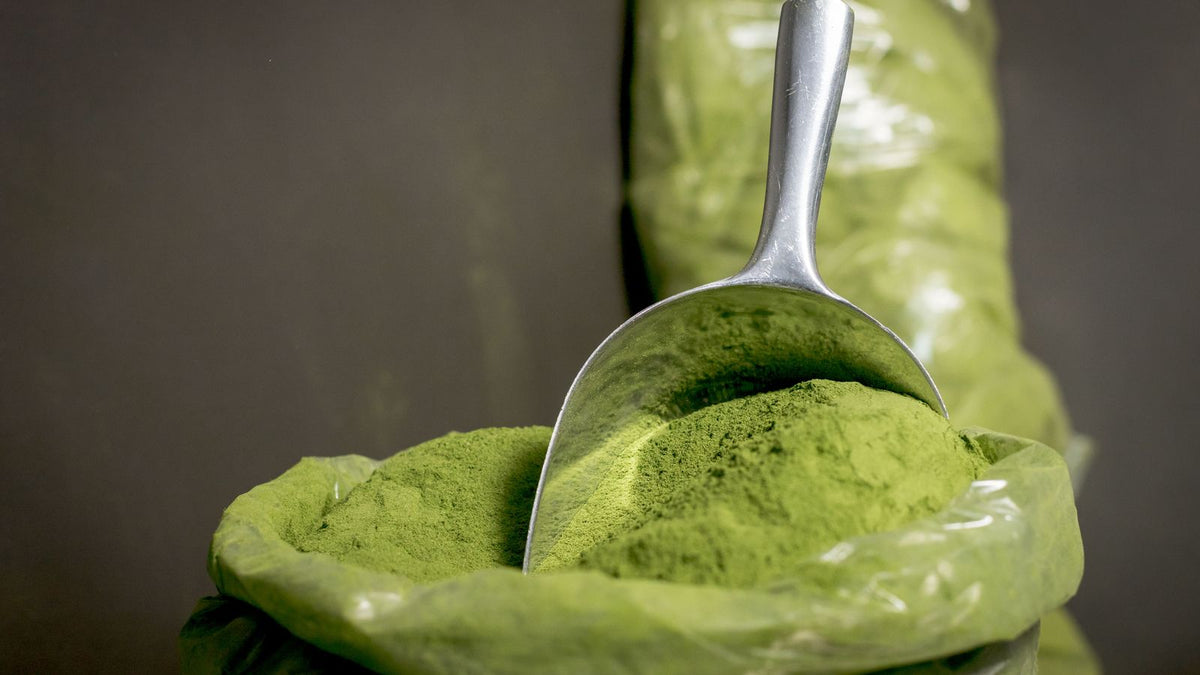 Fresh green moringa powder in a steel scoop, the form used as moringa powder for hair