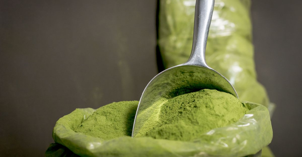 Fresh moringa powder in a scoop for hair and nutrition