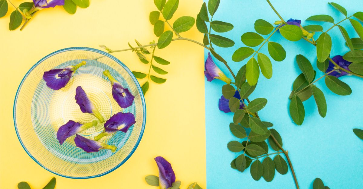 Blue butterfly pea flowers used in a natural hair rinse