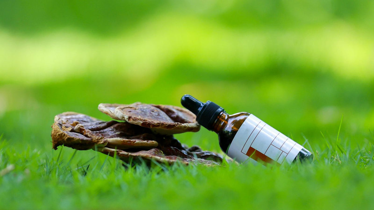 Reishi mushrooms beside a tincture dropper bottle, the source behind reishi mushroom for hair growth claims