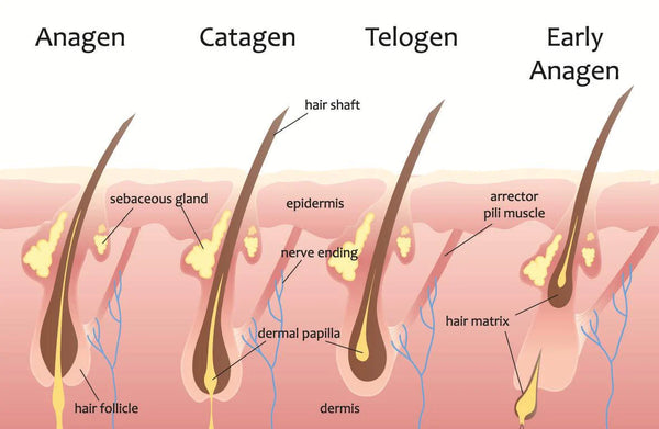 3 stages of the hair growth cycle - Watermans
