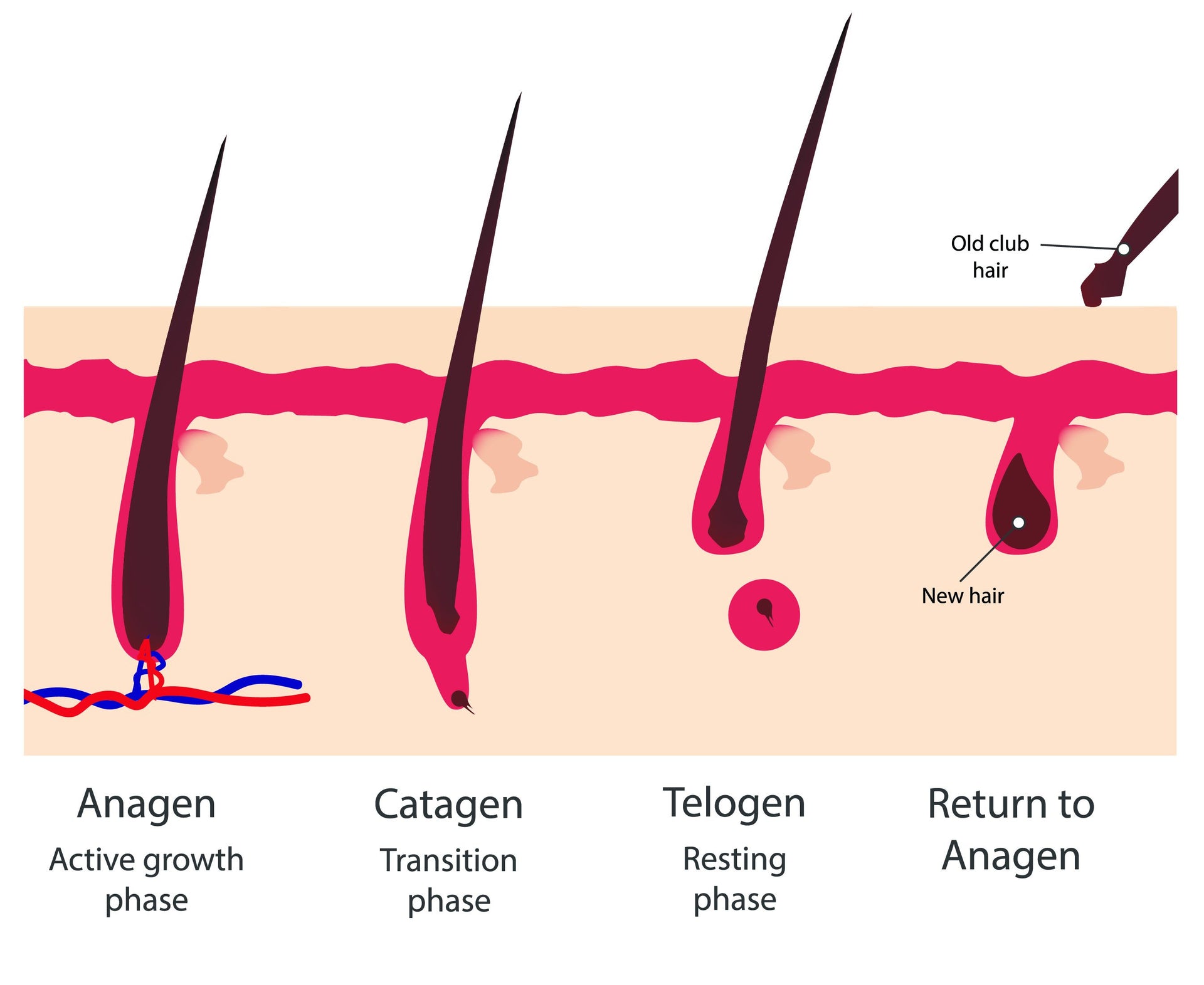 Understanding Your Hair Growth Cycle: Exploring the Three Stages