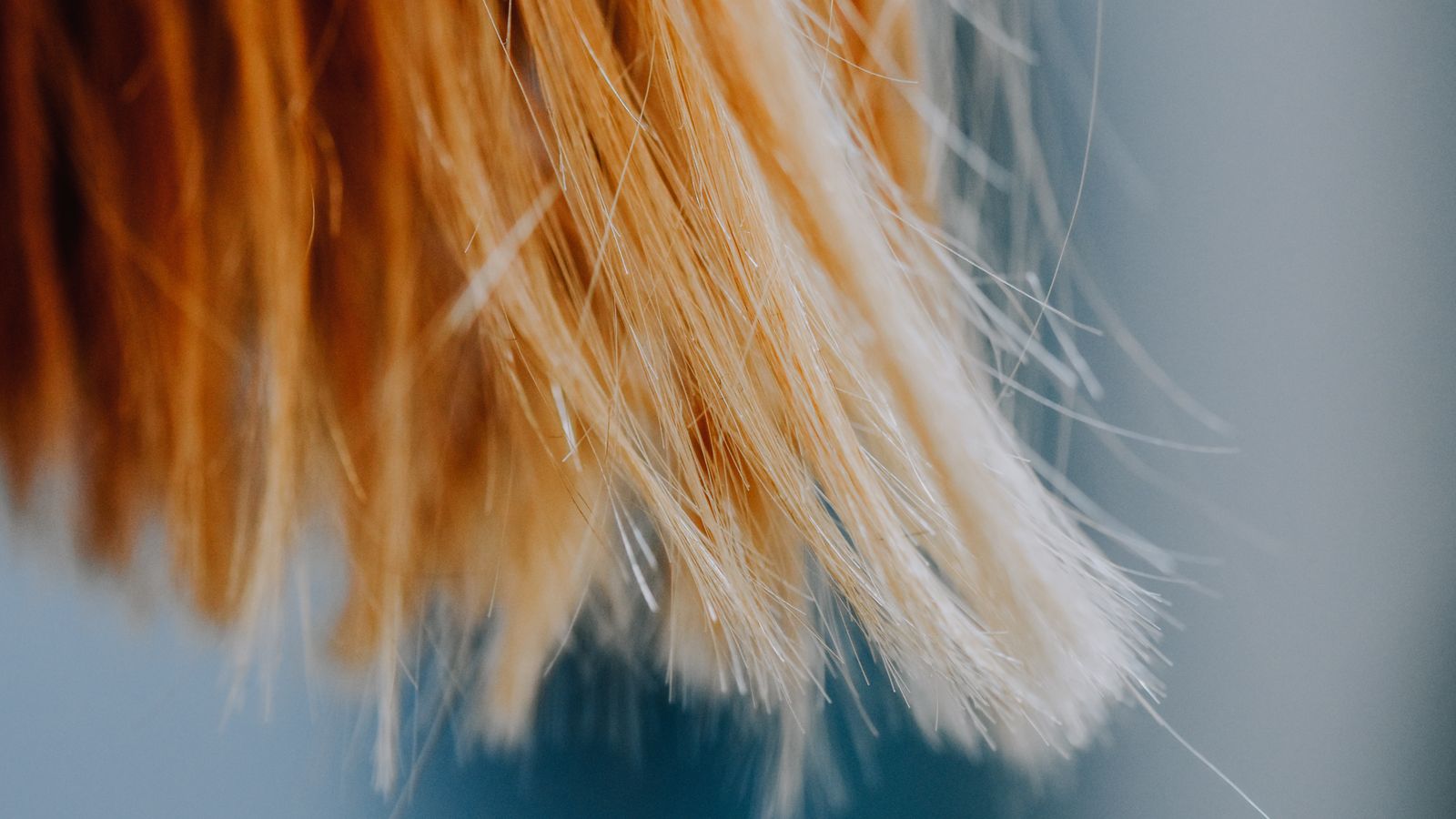 Close-up of fine hair strands showing the change in fibre width seen in hormone therapy hair miniaturization