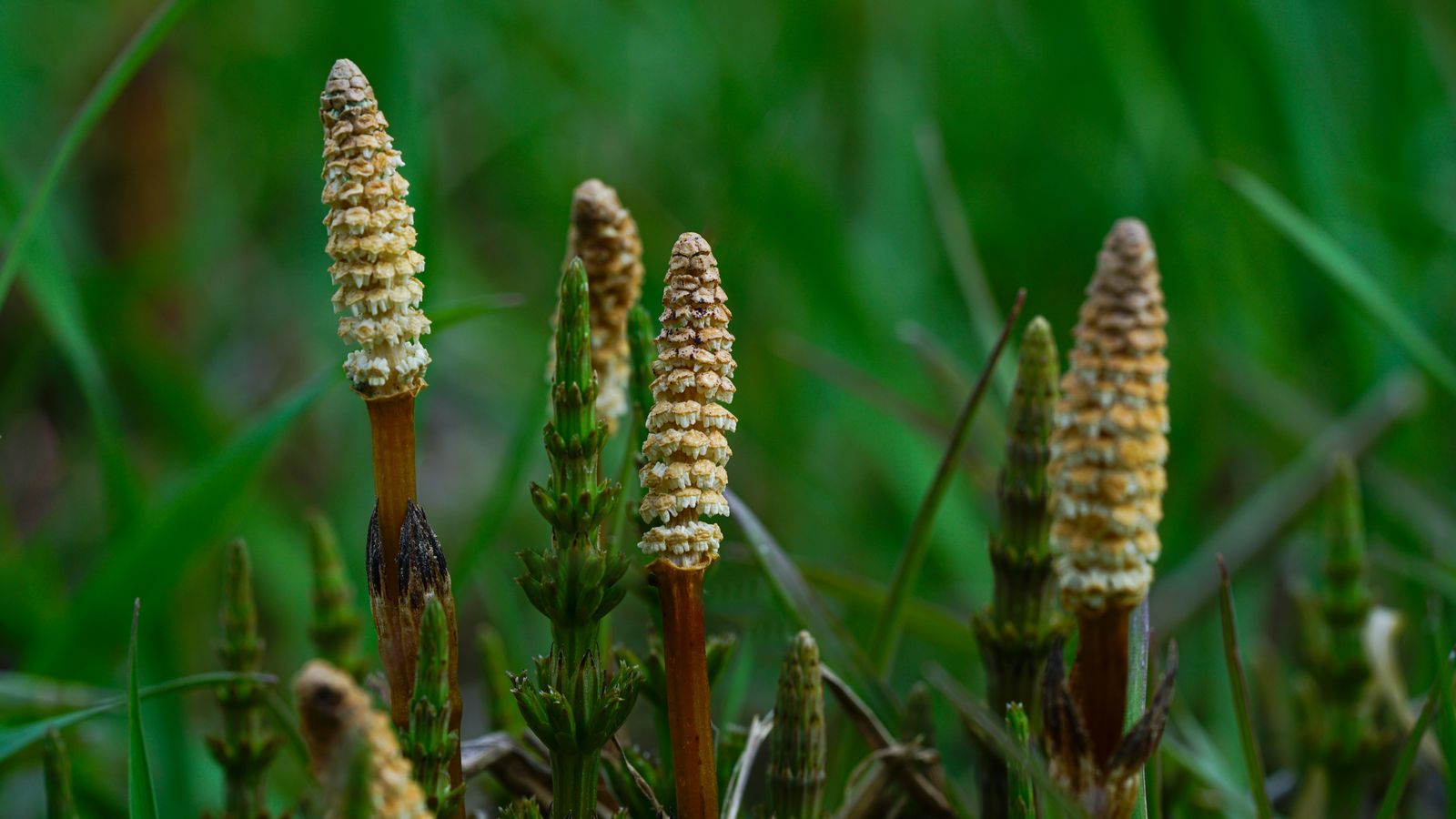 Field horsetail plants used to make horsetail oil for hair growth