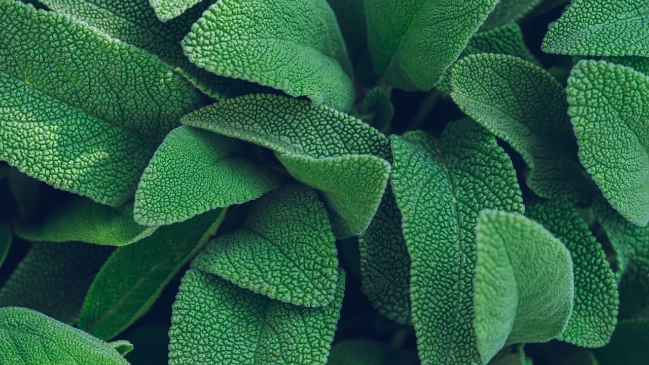Fresh green sage leaves close up, the herb behind knowing how to use sage for hair
