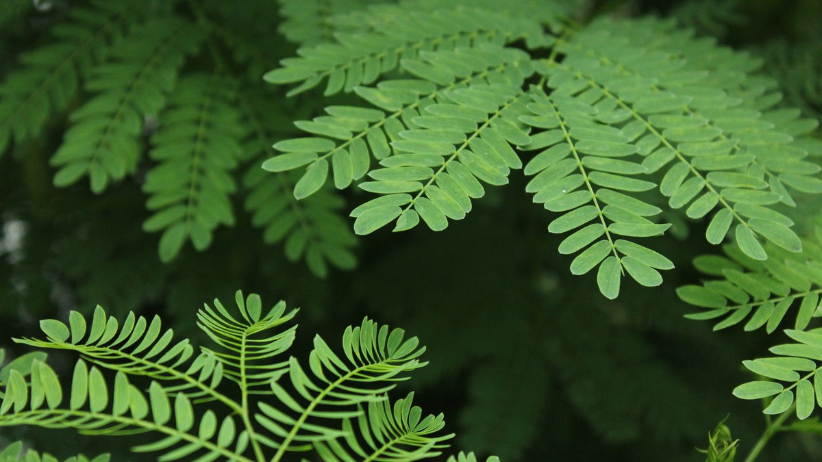 Tropical green leaves, the plant at the centre of questions about kratom and hair loss