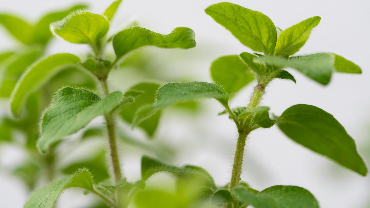 Fresh green oregano leaves, the herb people mean when they research oregano for hair growth