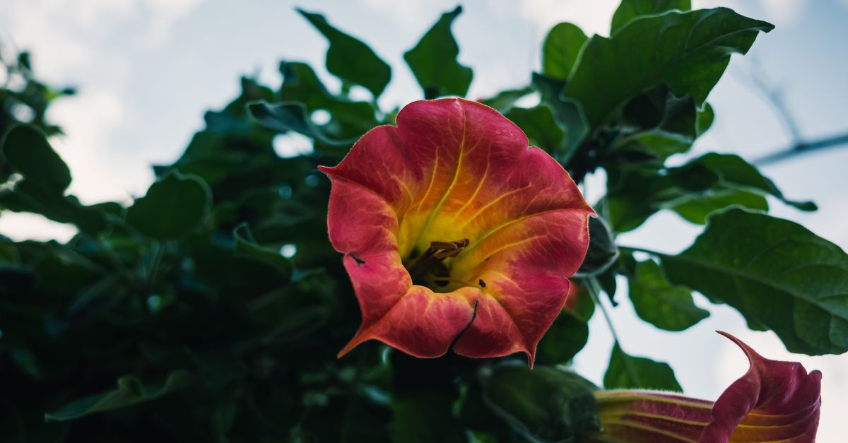 Toxic datura-type trumpet flower that should not be used on hair