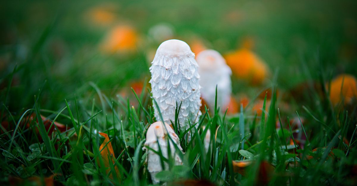 Shaggy mane mushrooms, similar to lion’s mane