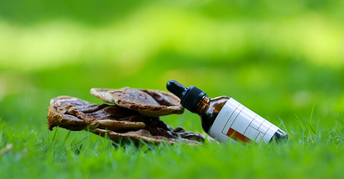 Reishi mushrooms and a tincture dropper bottle