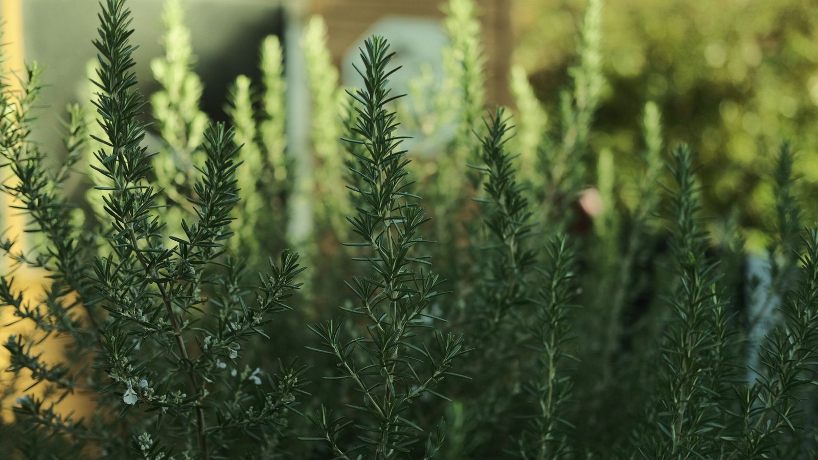 Lush green rosemary plants in a sunny garden, the source plant behind rosemary oil hair growth claims