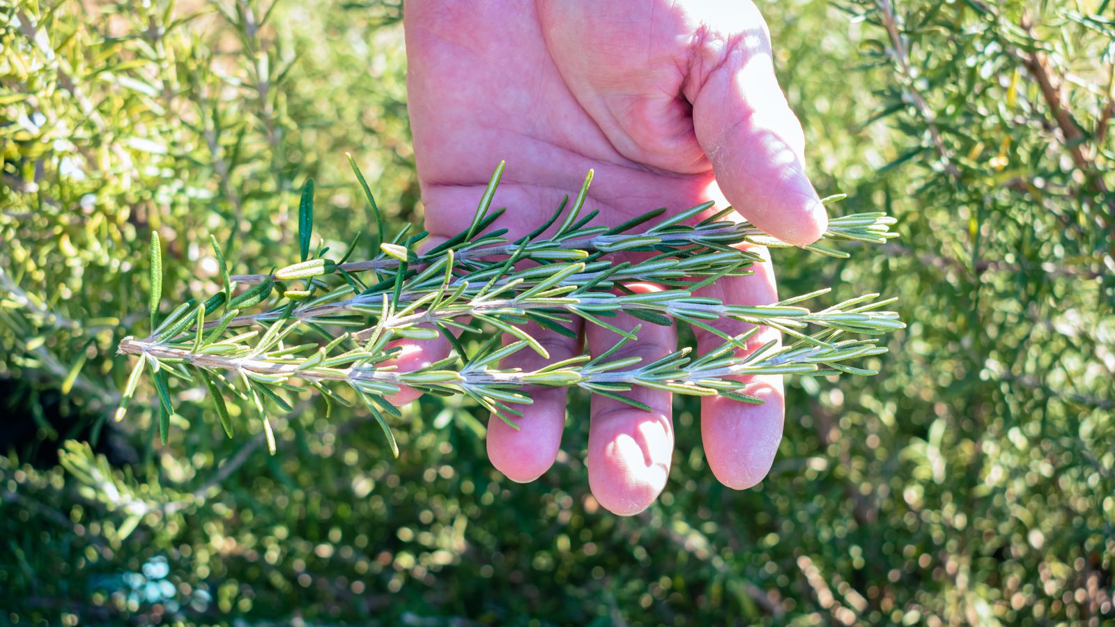 Hand holding fresh rosemary, comparing rosemary oil vs finasteride for hair growth