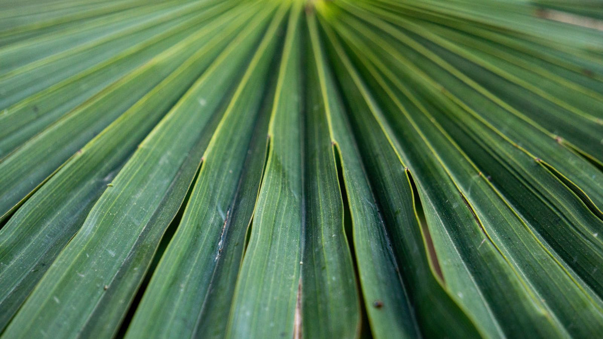 Fan palm leaf close up, the plant behind saw palmetto hair loss supplements