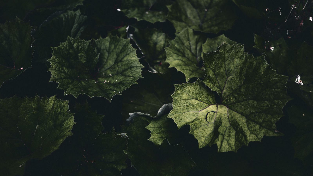 Dark green leafy vegetables on a plate, a starting point when asking which food increase melanin in hair