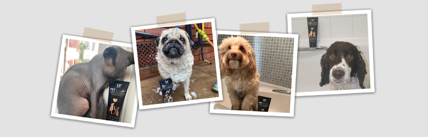 best dog shampoo